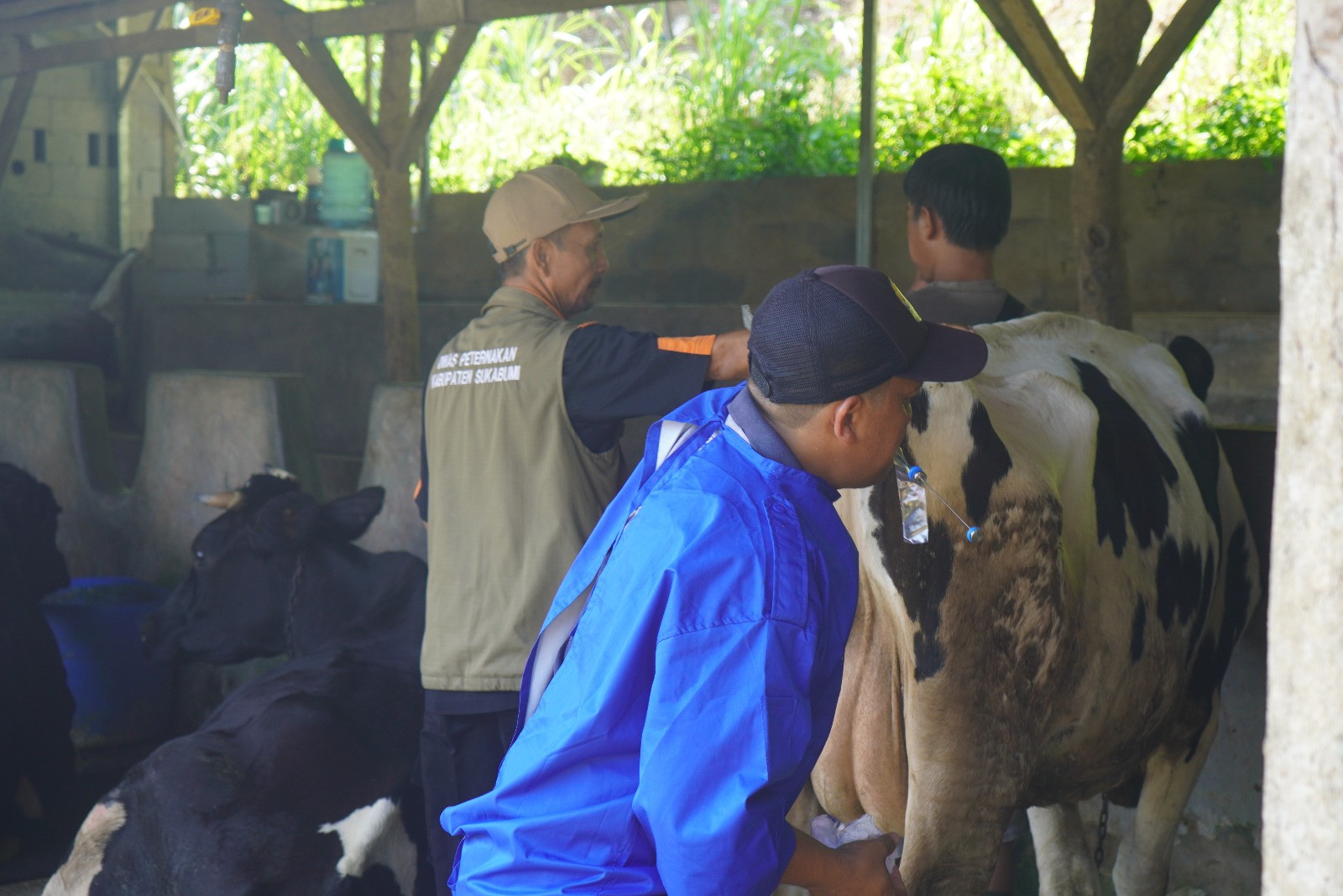 BET dan Dinas Peternakan Kabupaten Sukabumi Laksanakan Pelayanan Aktif Distribusi dan Transfer Embrio di Sukabumi